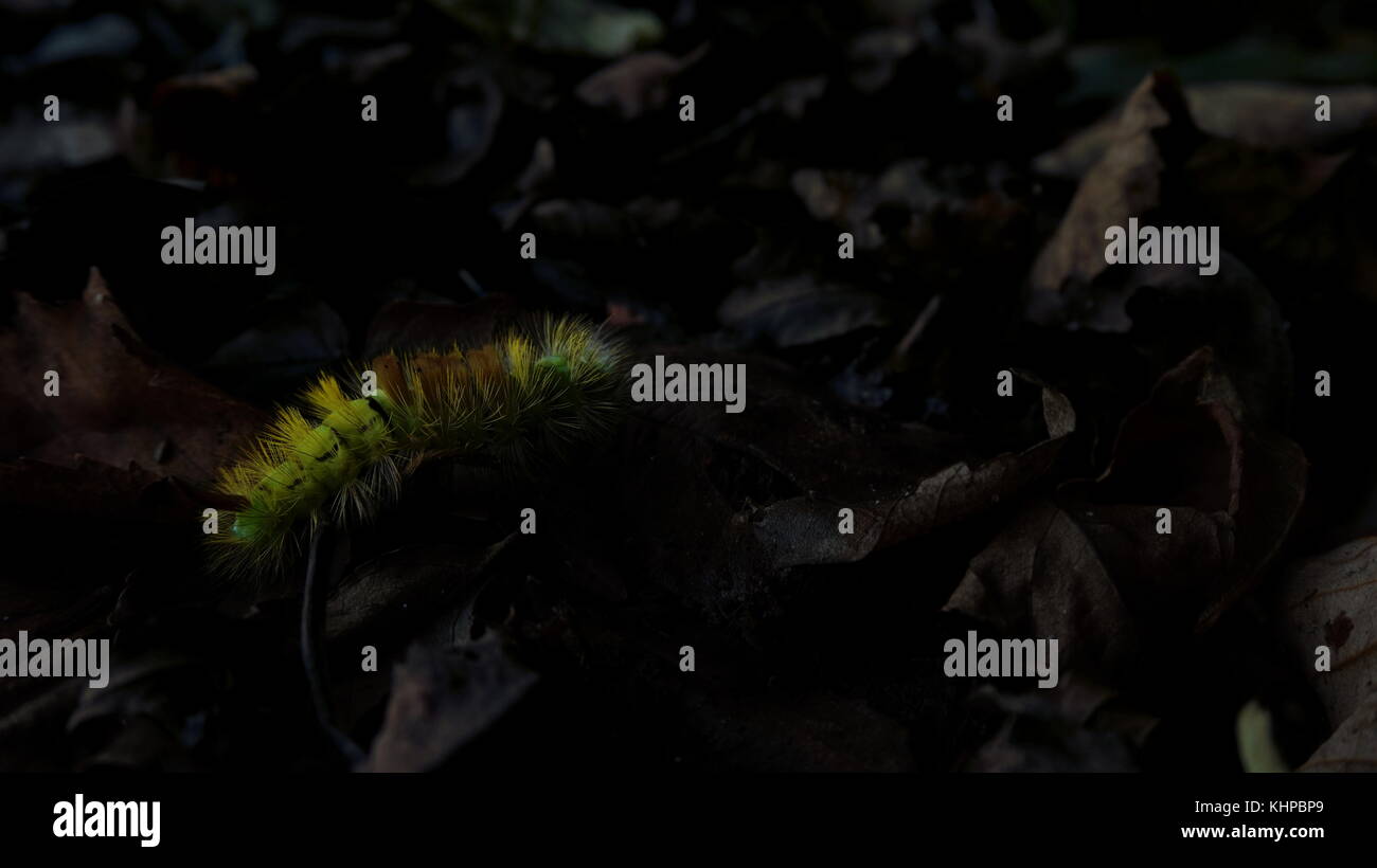 Pale tussock Motte Caterpillar Stockfoto