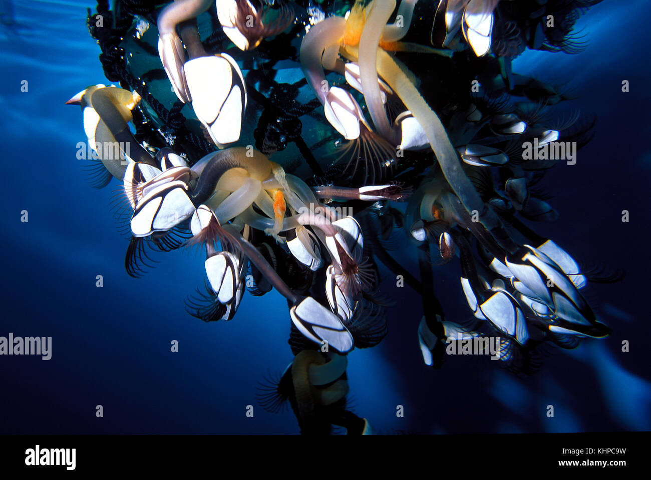 Schwanenhals barnacles in einer float befestigt Stockfoto