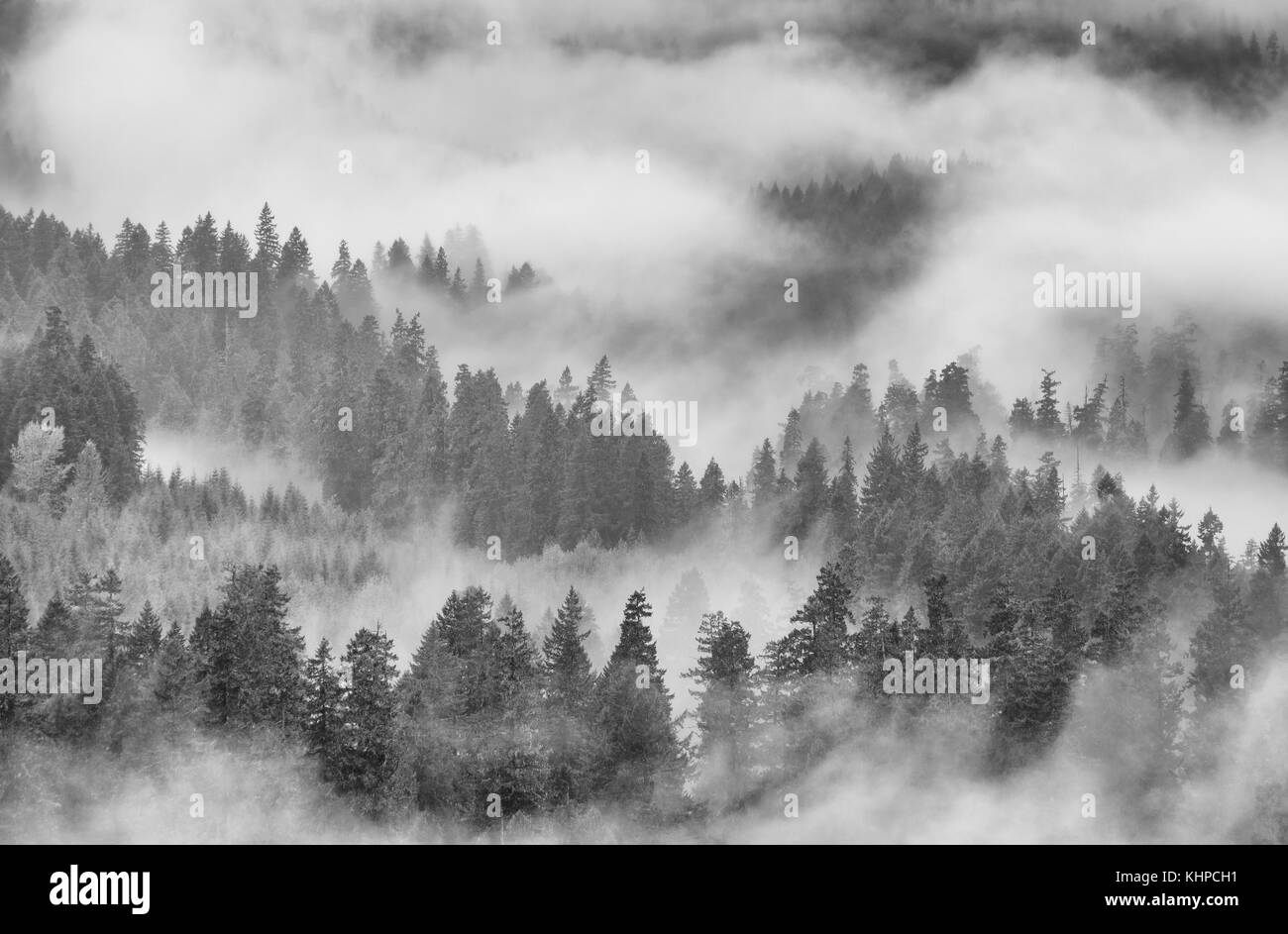 Nebel, Regen und Wolken im Wald auf der südöstlichen Seite des Mount Saint Helens National Volcanic Monument, Cascade Mountains, Washington. von Wald Straße 90 Stockfoto