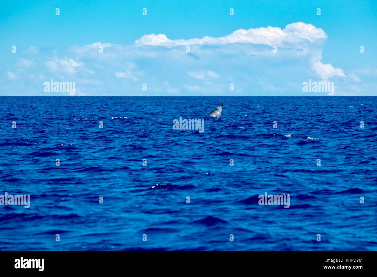 Eine extrem seltene Sichtung von Stimmt beaked Whale Stockfoto