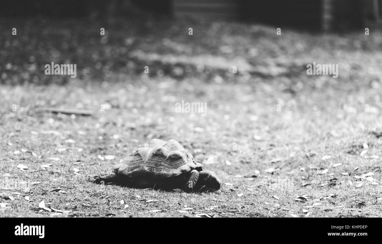 Sammlung von Zoo die Tiere in ihren Gehegen. Säugetiere und Vögel. Stockfoto