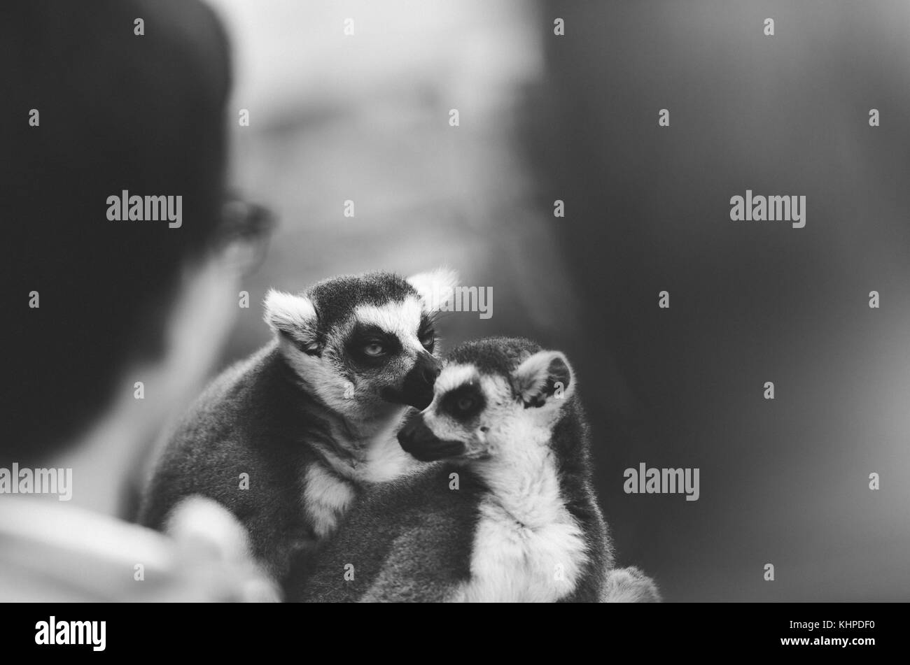 Sammlung von Zoo die Tiere in ihren Gehegen. Säugetiere und Vögel. Stockfoto