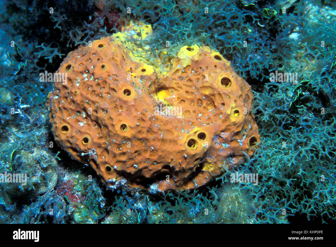 Schwamm eingebettet in Y-Verzweigung Algen, Florida Keys National Marine Sanctuary Stockfoto