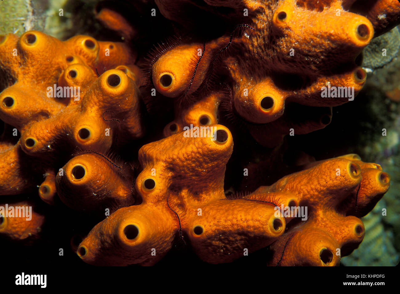 Schwämme, Florida Keys National Marine Sanctuary Stockfoto