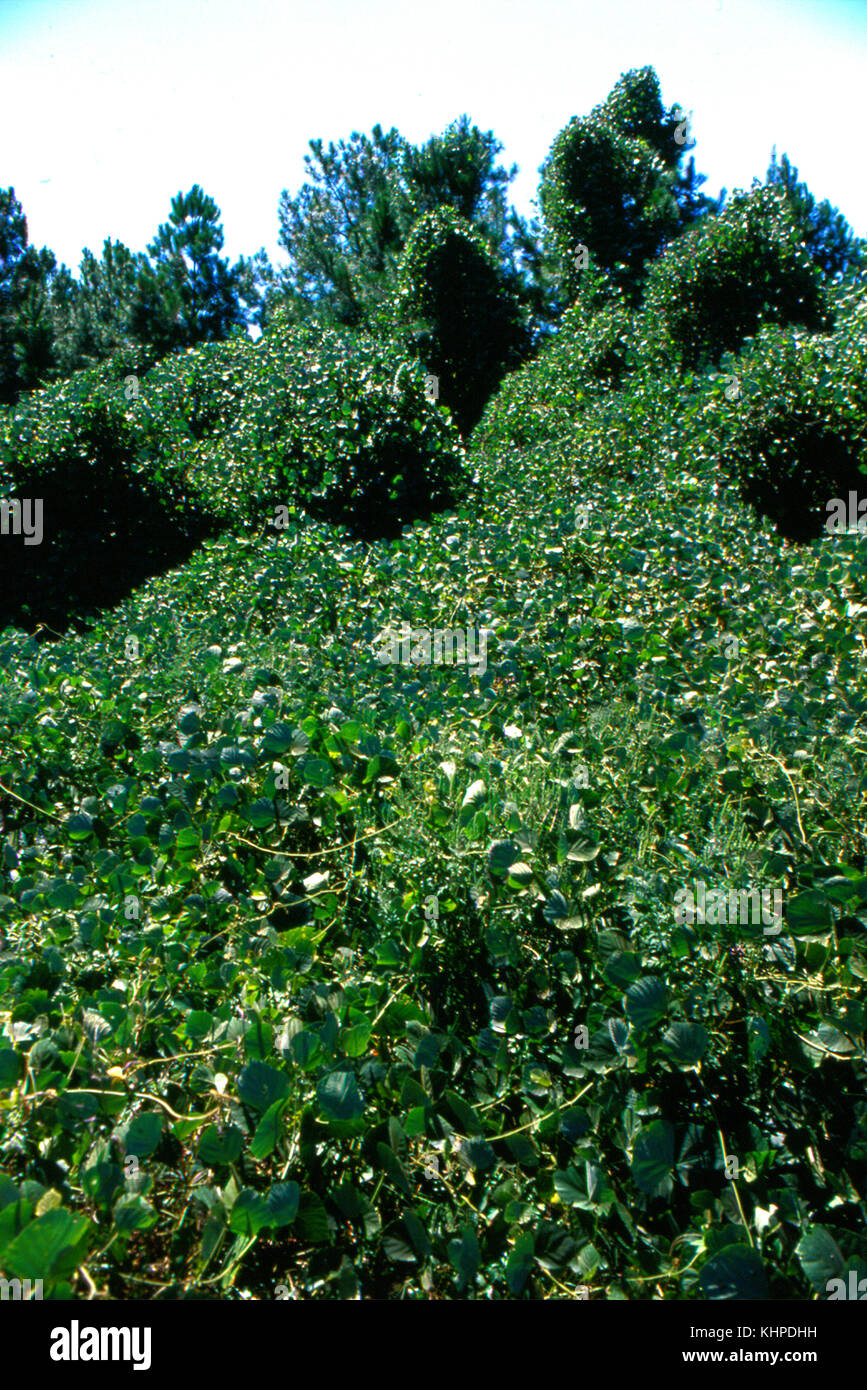 Kudzu eine invasive Pflanzenarten Stockfoto