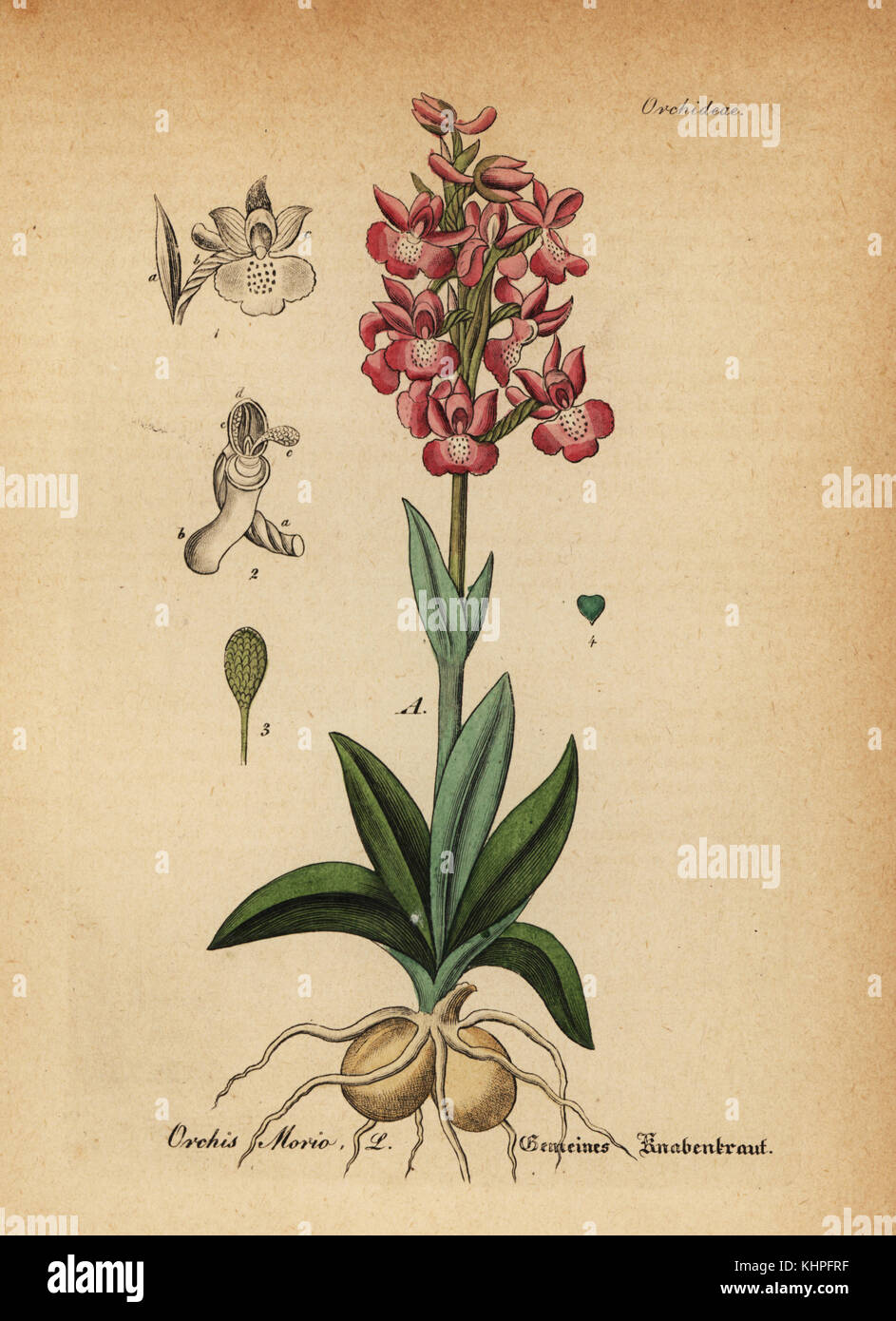 Grün - orchid Winged, Anacamptis morio (Orchis morio). Papierkörbe Kupferstich von Dr. Willibald Artus' Hand-Atlas sammtlicher mediinisch-Pharmaceutischer Gewachse, (Handbuch der alle medizinisch-pharmazeutischen Anlagen), Jena, 1876. Stockfoto