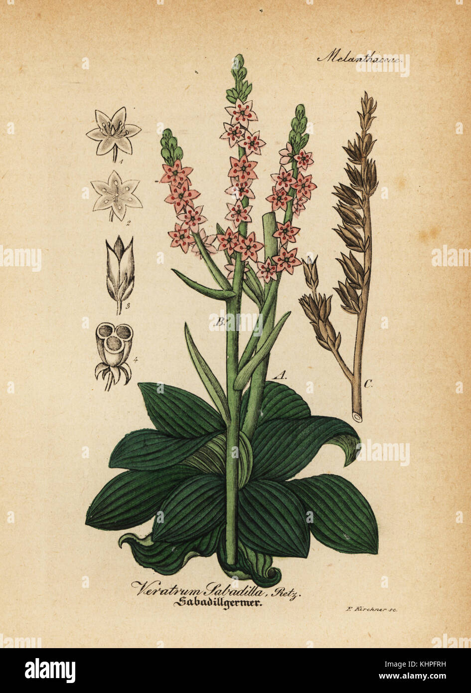 Feathershank, Schoenocaulon officinale (Veratrum Sabadilla). Papierkörbe Kupferstich von Dr. Willibald Artus' Hand-Atlas sammtlicher mediinisch-Pharmaceutischer Gewachse, (Handbuch der alle medizinisch-pharmazeutischen Anlagen), Jena, 1876. Stockfoto