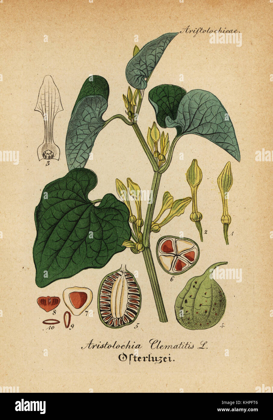 Europäischen birthwort, Aristolochia clematitis. Papierkörbe Kupferstich von Dr. Willibald Artus' Hand-Atlas sammtlicher mediinisch-Pharmaceutischer Gewachse, (Handbuch der alle medizinisch-pharmazeutischen Anlagen), Jena, 1876. Stockfoto