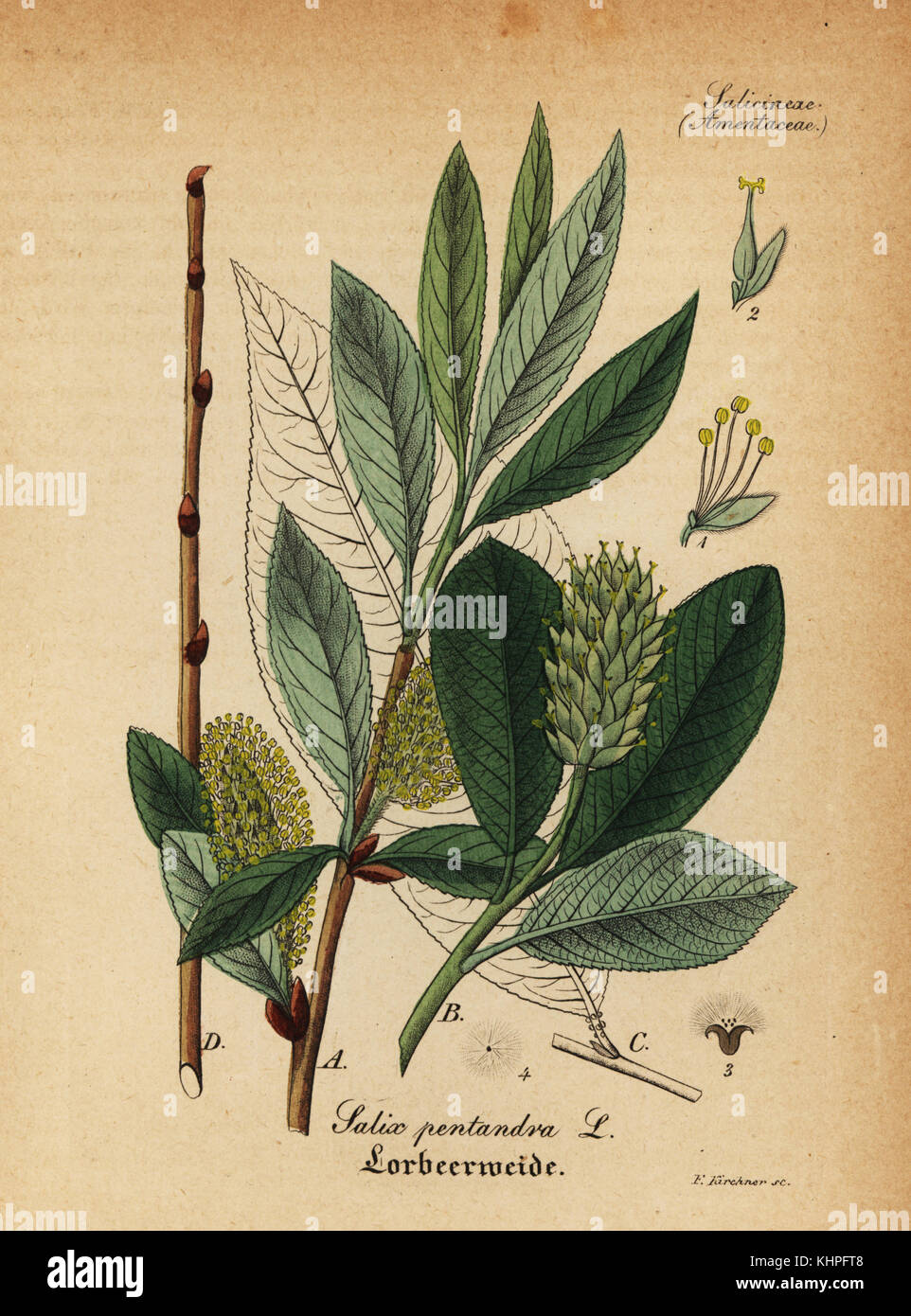 Bay Willow, Salix pentandra. Papierkörbe Kupferstich von Dr. Willibald Artus' Hand-Atlas sammtlicher mediinisch-Pharmaceutischer Gewachse, (Handbuch der alle medizinisch-pharmazeutischen Anlagen), Jena, 1876. Stockfoto