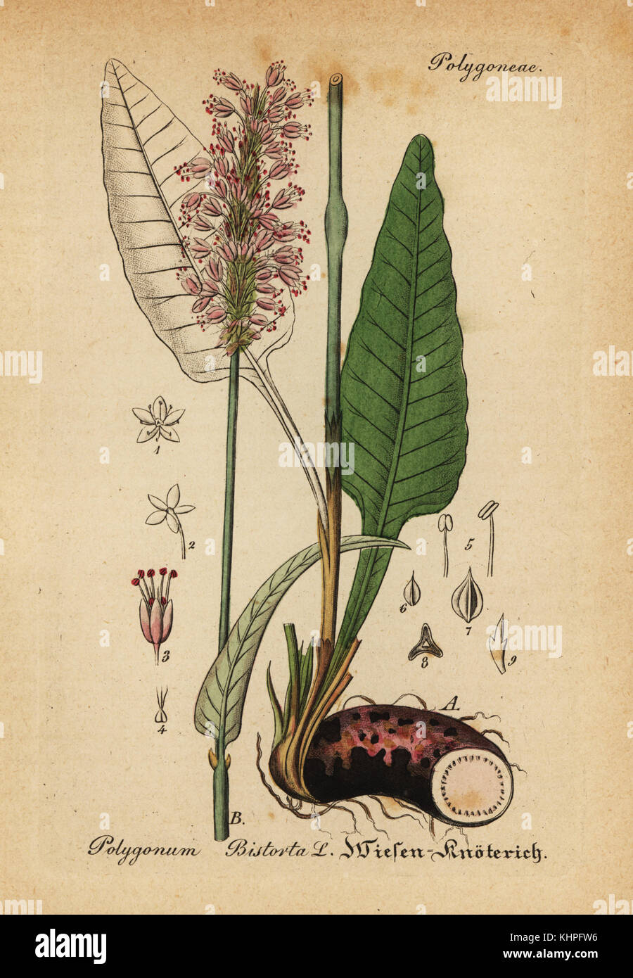 Bistort, Persicaria bistorta (Polygonum bistorta). Papierkörbe Kupferstich von Dr. Willibald Artus' Hand-Atlas sammtlicher mediinisch-Pharmaceutischer Gewachse, (Handbuch der alle medizinisch-pharmazeutischen Anlagen), Jena, 1876. Stockfoto