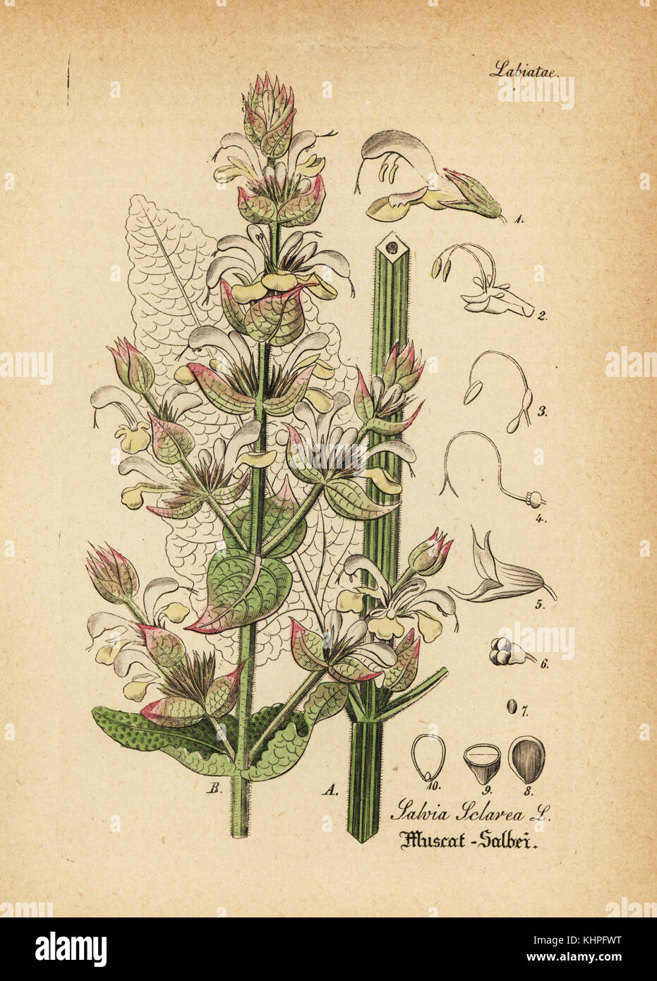 Clary Salbei, Salvia sclarea. Papierkörbe Kupferstich von Dr. Willibald Artus' Hand-Atlas sammtlicher mediinisch-Pharmaceutischer Gewachse, (Handbuch der alle medizinisch-pharmazeutischen Anlagen), Jena, 1876. Stockfoto