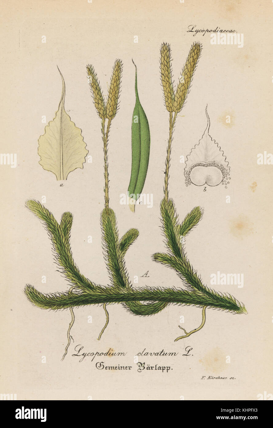 Der Stag-Horn clubmoss, Lycopodium clavatum. Papierkörbe Kupferstich von Dr. Willibald Artus' Hand-Atlas sammtlicher mediinisch-Pharmaceutischer Gewachse, (Handbuch der alle medizinisch-pharmazeutischen Anlagen), Jena, 1876. Stockfoto