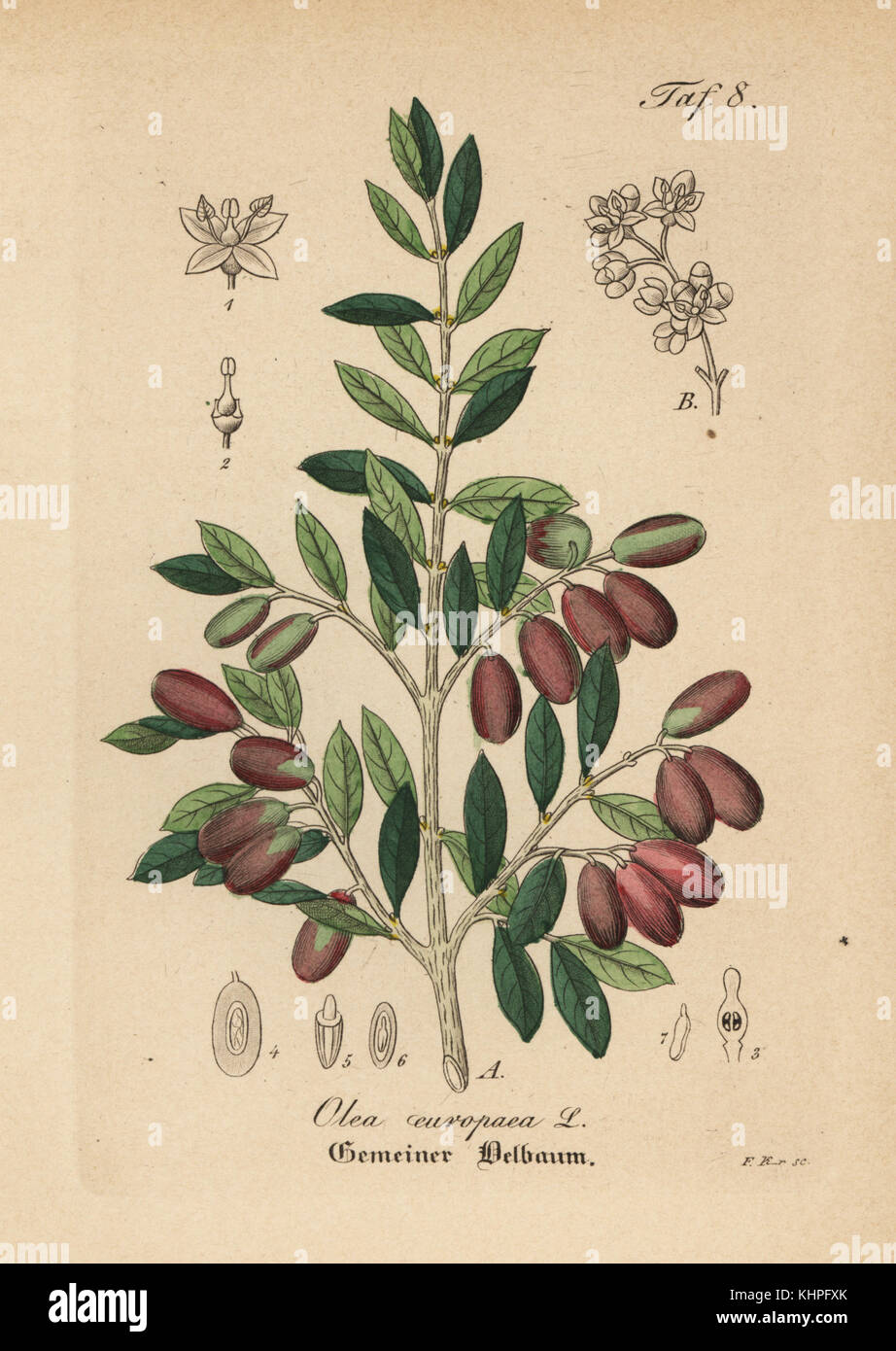 Olive Olea europaea. Papierkörbe Kupferstich von Dr. Willibald Artus' Hand-Atlas sammtlicher mediinisch-Pharmaceutischer Gewachse, (Handbuch der alle medizinisch-pharmazeutischen Anlagen), Jena, 1876. Stockfoto