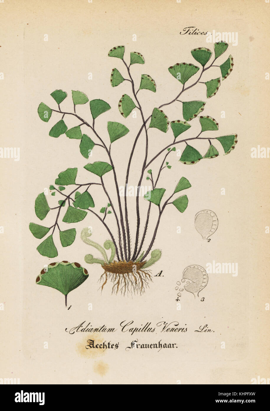 Maidenhair fern, Adiantum capillus-VENERIS. Papierkörbe Kupferstich von Dr. Willibald Artus' Hand-Atlas sammtlicher mediinisch-Pharmaceutischer Gewachse, (Handbuch der alle medizinisch-pharmazeutischen Anlagen), Jena, 1876. Stockfoto