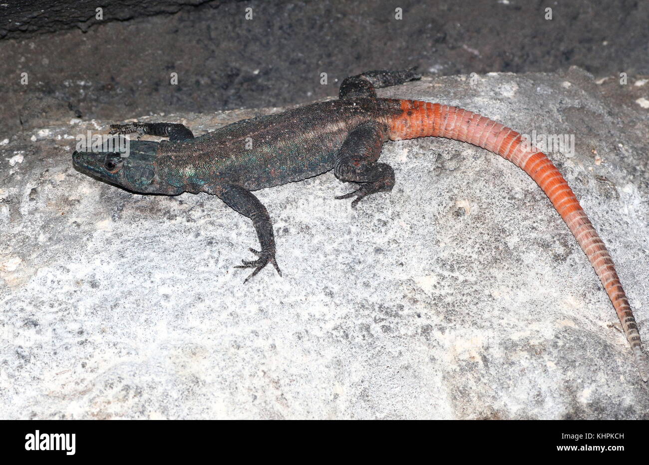 Platysaurus lebomboensis Stockfotos und bilder Kaufen Alamy