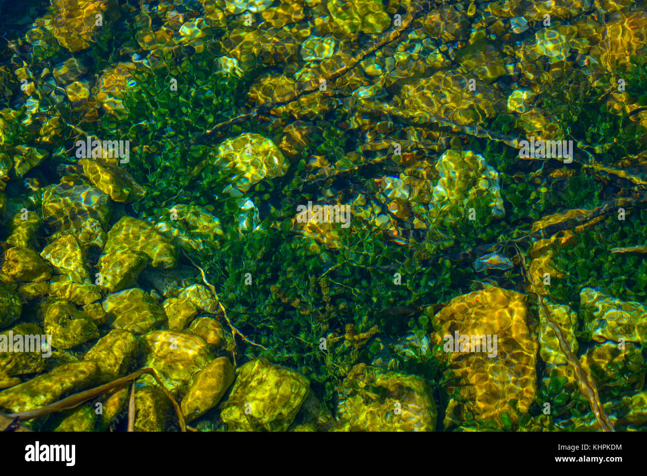 Grüne Algen auf den Felsen in der Mitte des Meeres Stockfoto