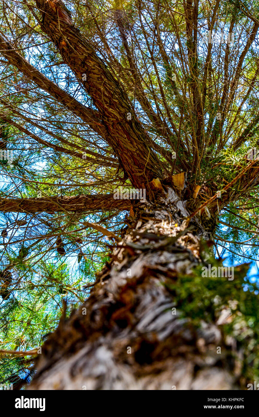 Riesige, wunderschöne Pine Tree Stockfoto