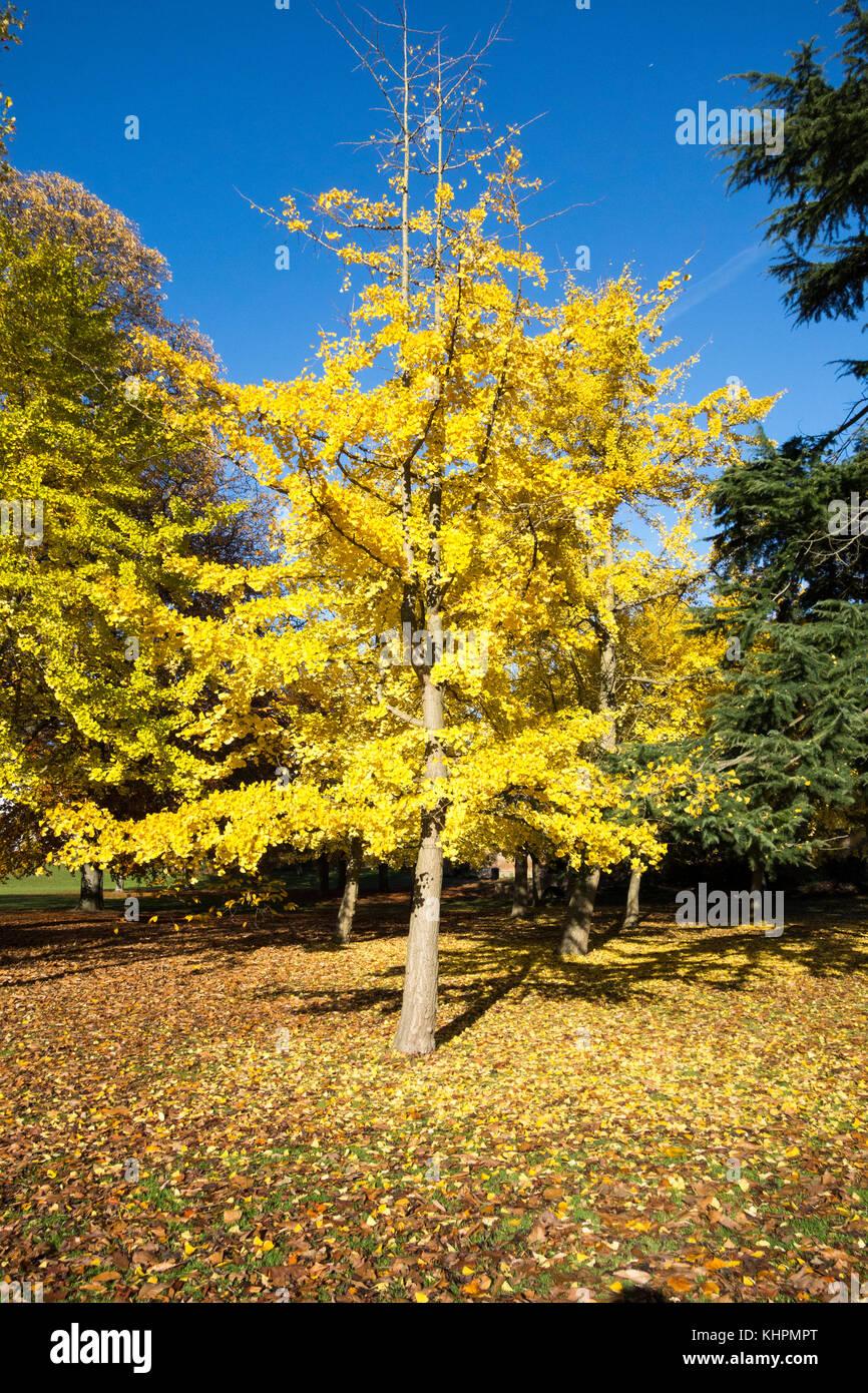und autumn Alamy biloba – ginkgo -Fotos Autumn Auflösung gold in hoher -Bildmaterial