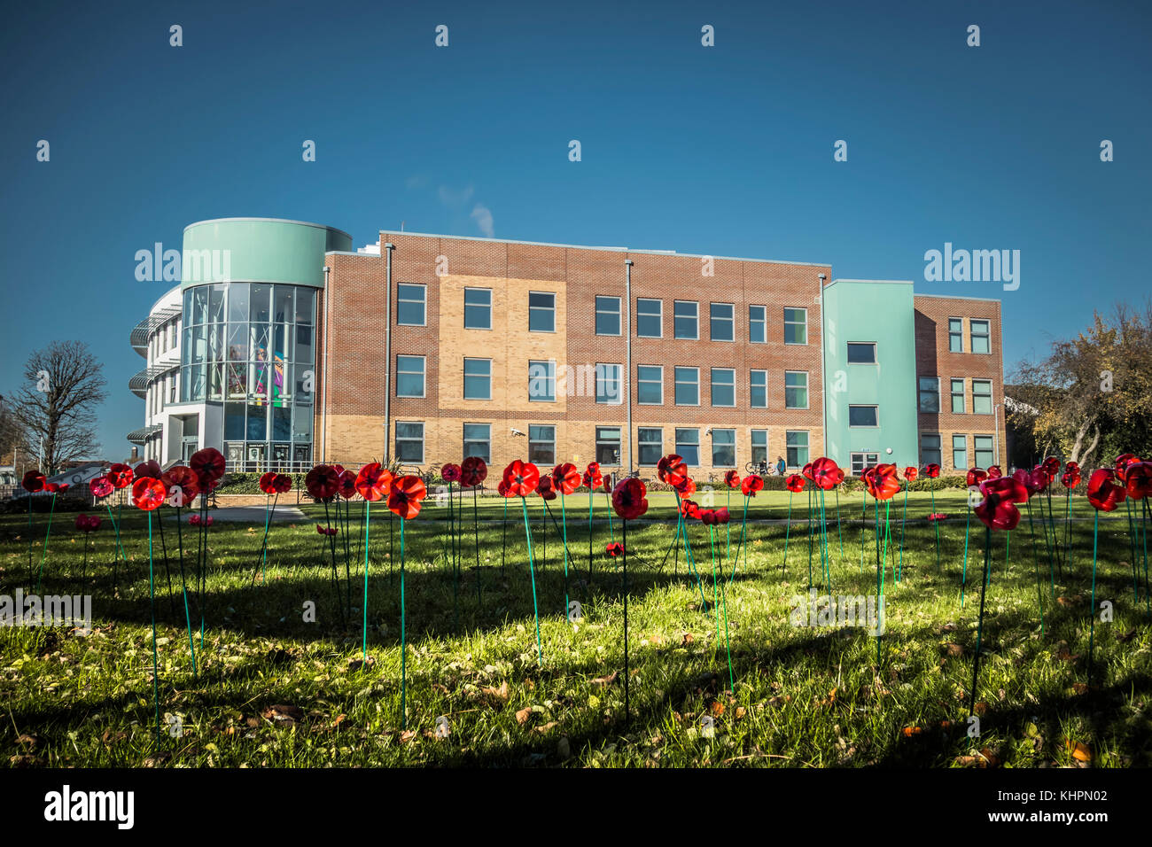 Ein Feld mit Mohnblumen vor Acton High School - ein Co-educational Secondary School in Acton, London Borough von Ealing, UK. Stockfoto