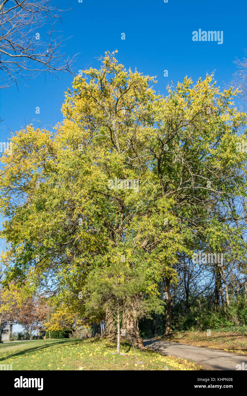 Laub von einem ausgereiften Osage orange Baum im Herbst Stockfoto