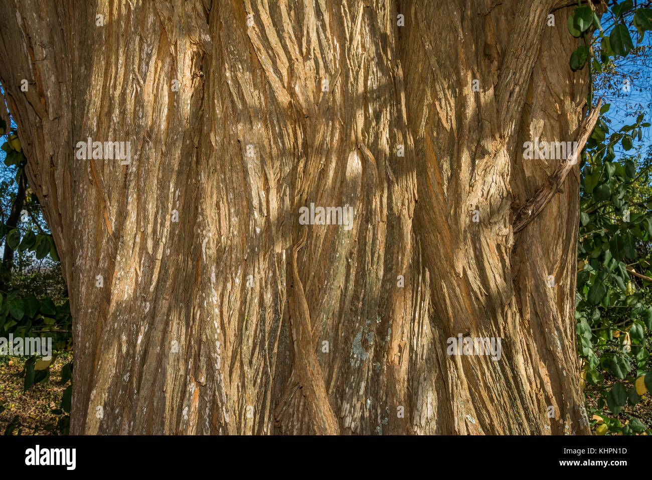 Gefurchte Rinde eines reifen Osage orange tree Stockfoto