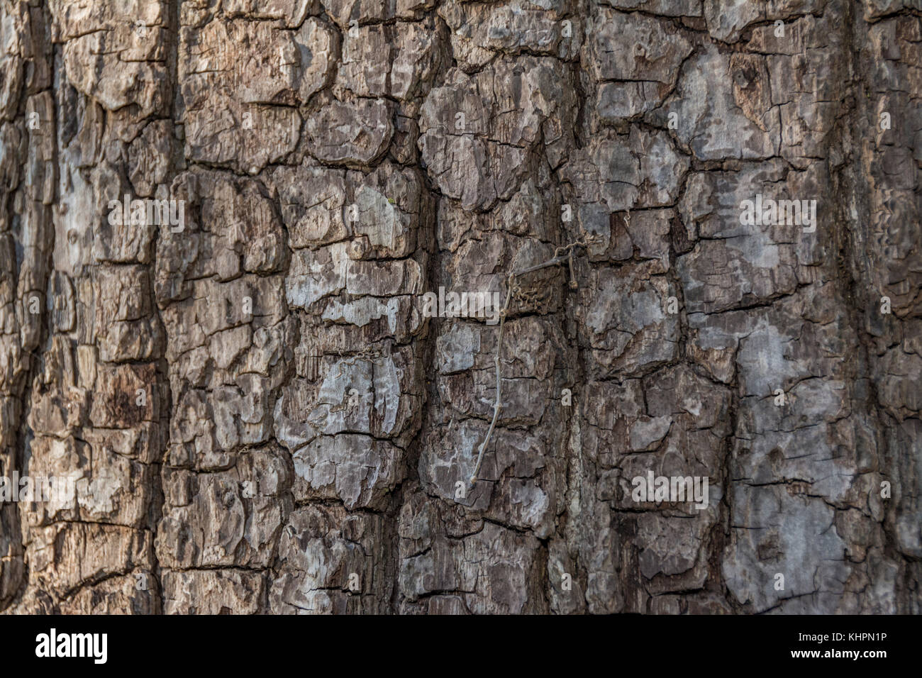Gefurchte Rinde eines reifen Eastern black walnut Tree Stockfoto