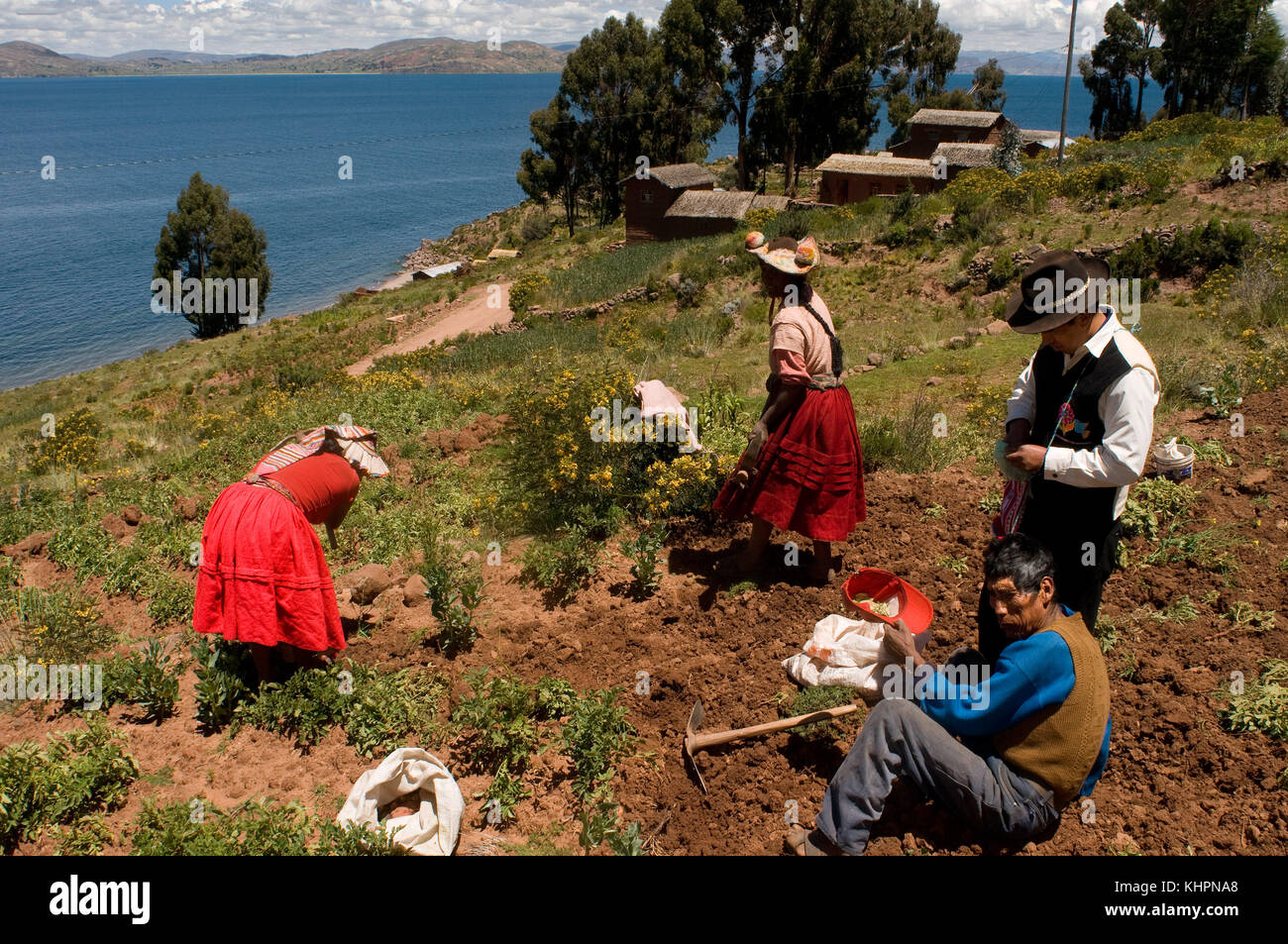 Mehrere Bauern aus dem Dorf Llachón Pflanzen Kartoffeln am Ufer des Titicacasees. Insel Amantani, Titicacasee, Puno, Peru Stockfoto