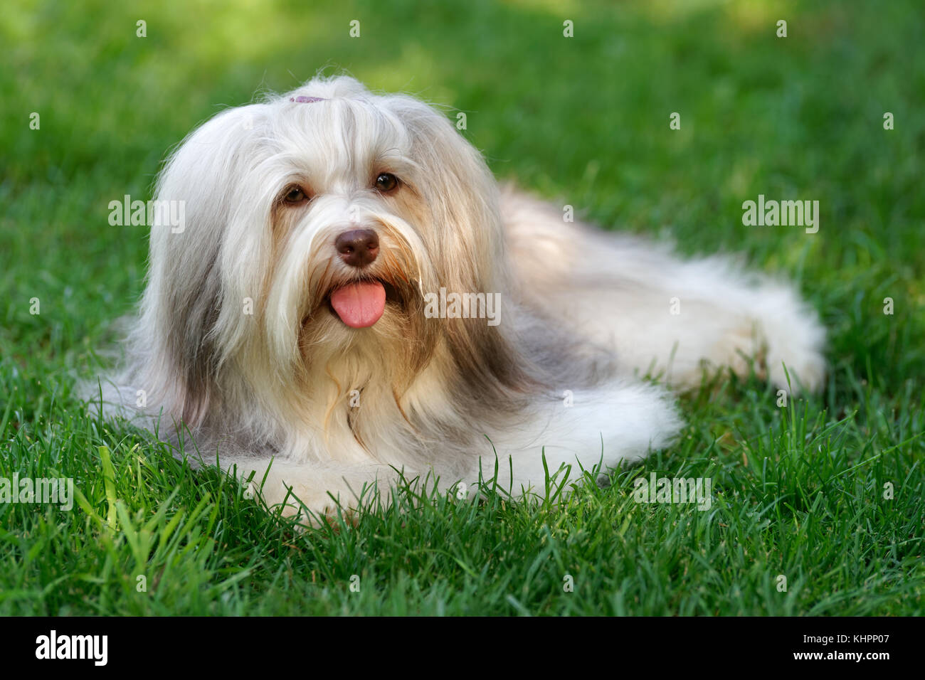 Charmante Schokolade sable farbige Havaneser Hund liegt im Gras-Show Champion Stockfoto