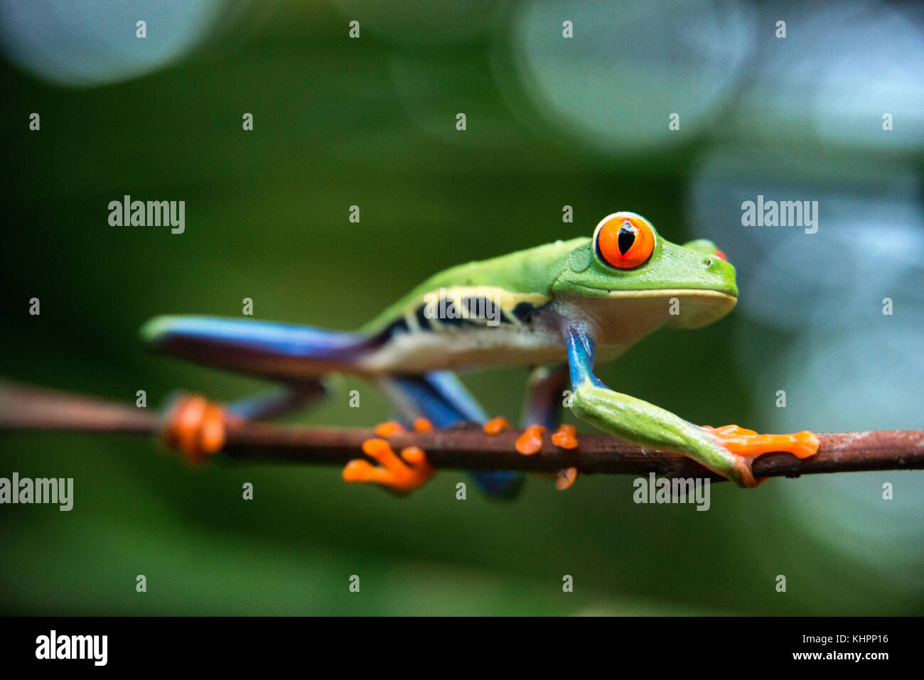 Red Eyed Tree Frog, Agalychnis callidrias neugierig Treefrog im Regenwald Costa Rica, Mittelamerika. Stockfoto