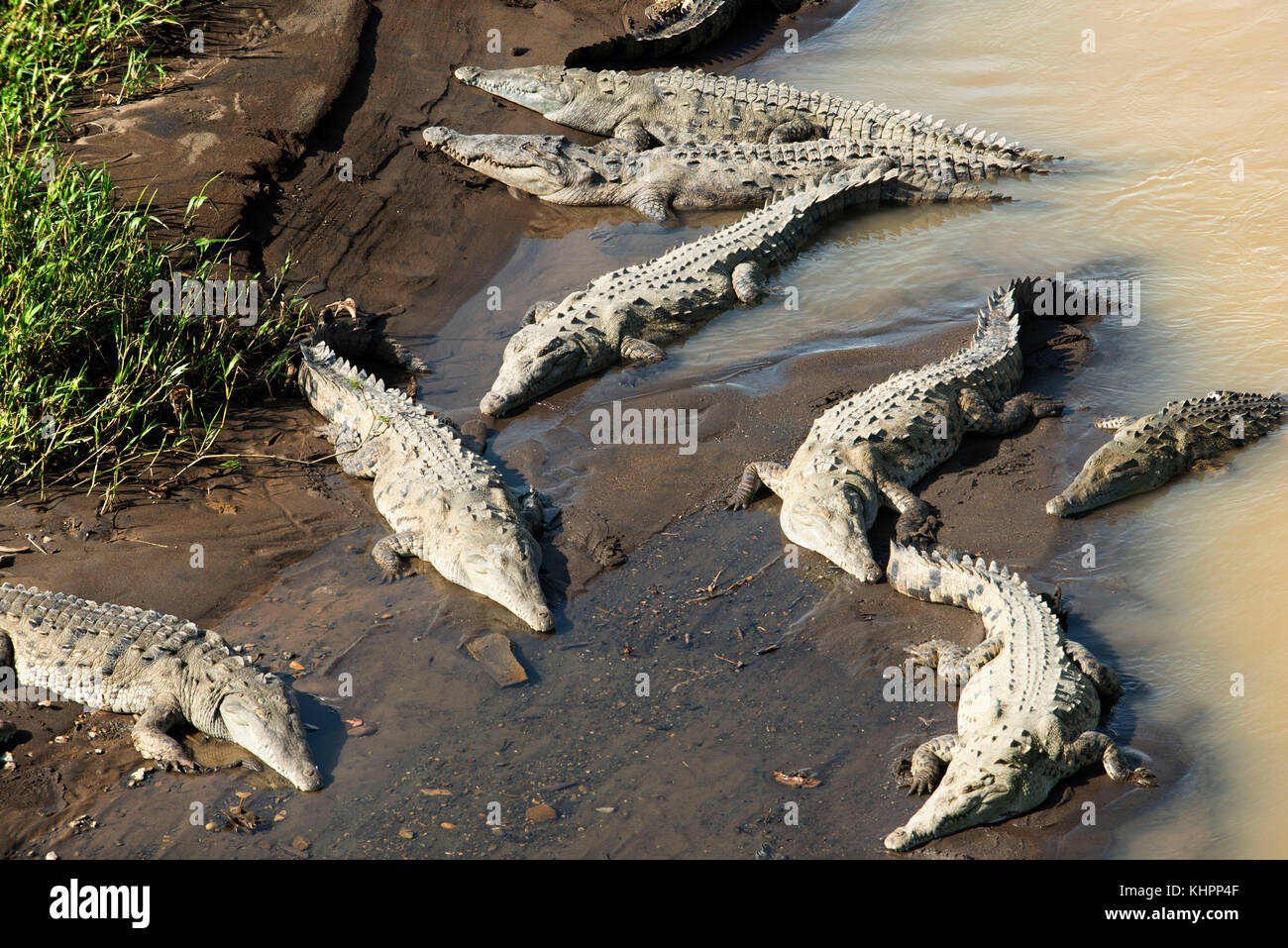 Riesen Krokodile (Crocodylus acutus) Rest am Ufer des Rio Tarcoles. Costa Rica. Spitzkrokodil (Crocodylus acutus). Mittelamerika, Costa Ric Stockfoto