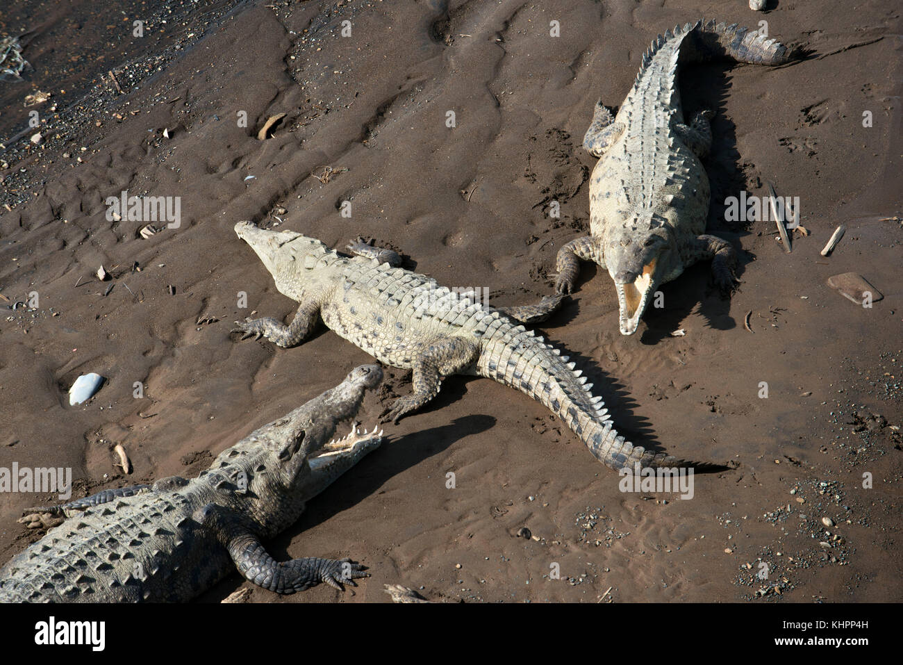 Riesen Krokodile (Crocodylus acutus) Rest am Ufer des Rio Tarcoles. Costa Rica. Spitzkrokodil (Crocodylus acutus). Mittelamerika, Costa Ric Stockfoto