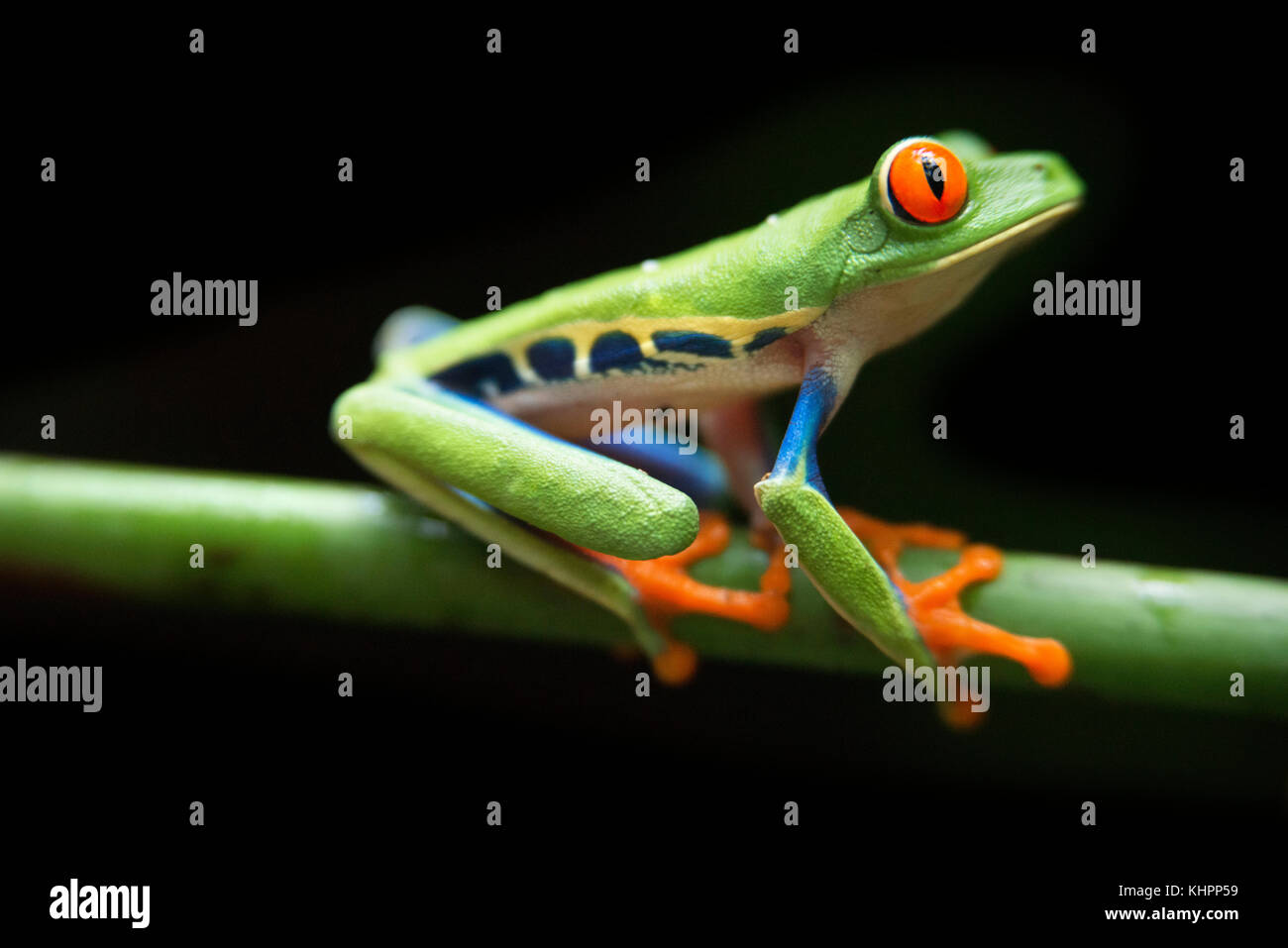 Red Eyed Tree Frog, Agalychnis callidrias neugierig Treefrog im Regenwald Costa Rica, Mittelamerika. Stockfoto