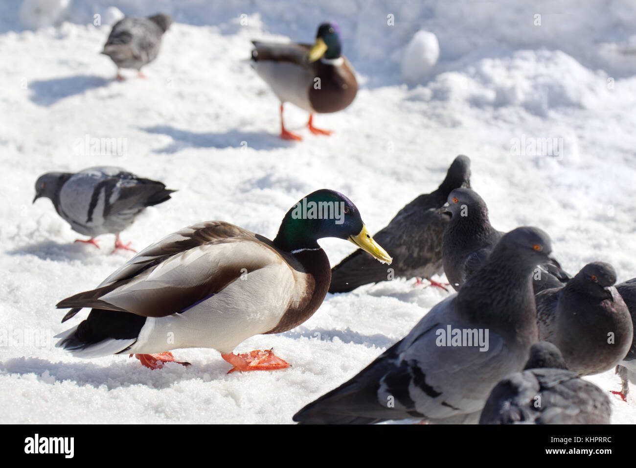 Stockente mit Tauben essen ein brotkrumen in der Nähe des zugefrorenen Fluss im Winter. Stockfoto