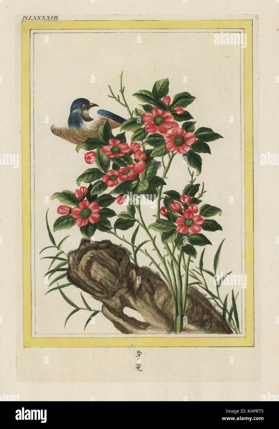 La Rose einfach de la Chine 3 feuilles. Chinesische Rose, Rosa Art. Papierkörbe Ätzen von Pierre Joseph Buchoz' Collection precieuse et enluminee des Fleurs les plus Belles et les plus curieuses, qui se cultivent tant dans les Jardins de la Chine, que dans ceux de l'Europe, Paris, 1776. Stockfoto