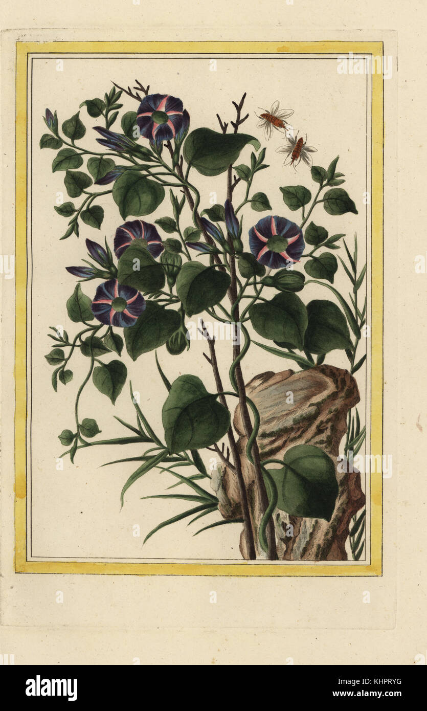 Le Liseron ein Fleurs violettes. Morning glory, bindweed Arten. Papierkörbe Ätzen von Pierre Joseph Buchoz' Collection precieuse et enluminee des Fleurs les plus Belles et les plus curieuses, qui se cultivent tant dans les Jardins de la Chine, que dans ceux de l'Europe, Paris, 1776. Stockfoto