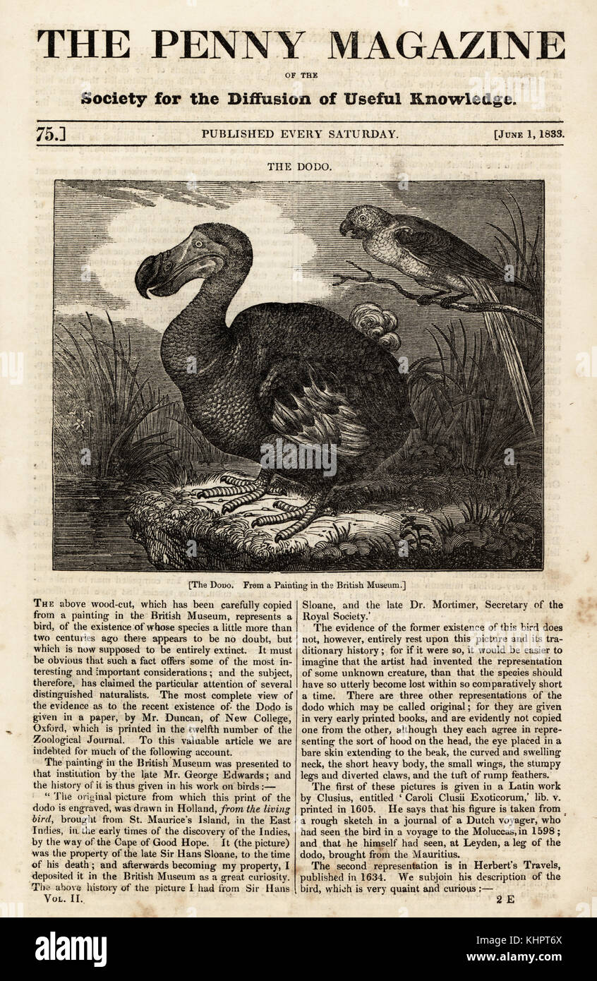 Dodo, Raphus cucullatus, und Martinique ara Ara martinicus, aus einem Gemälde im British Museum. Holzschnitt auf dem Gemälde von Roelant Savery im Penny Magazine, London, 1. Juni 1833. Stockfoto