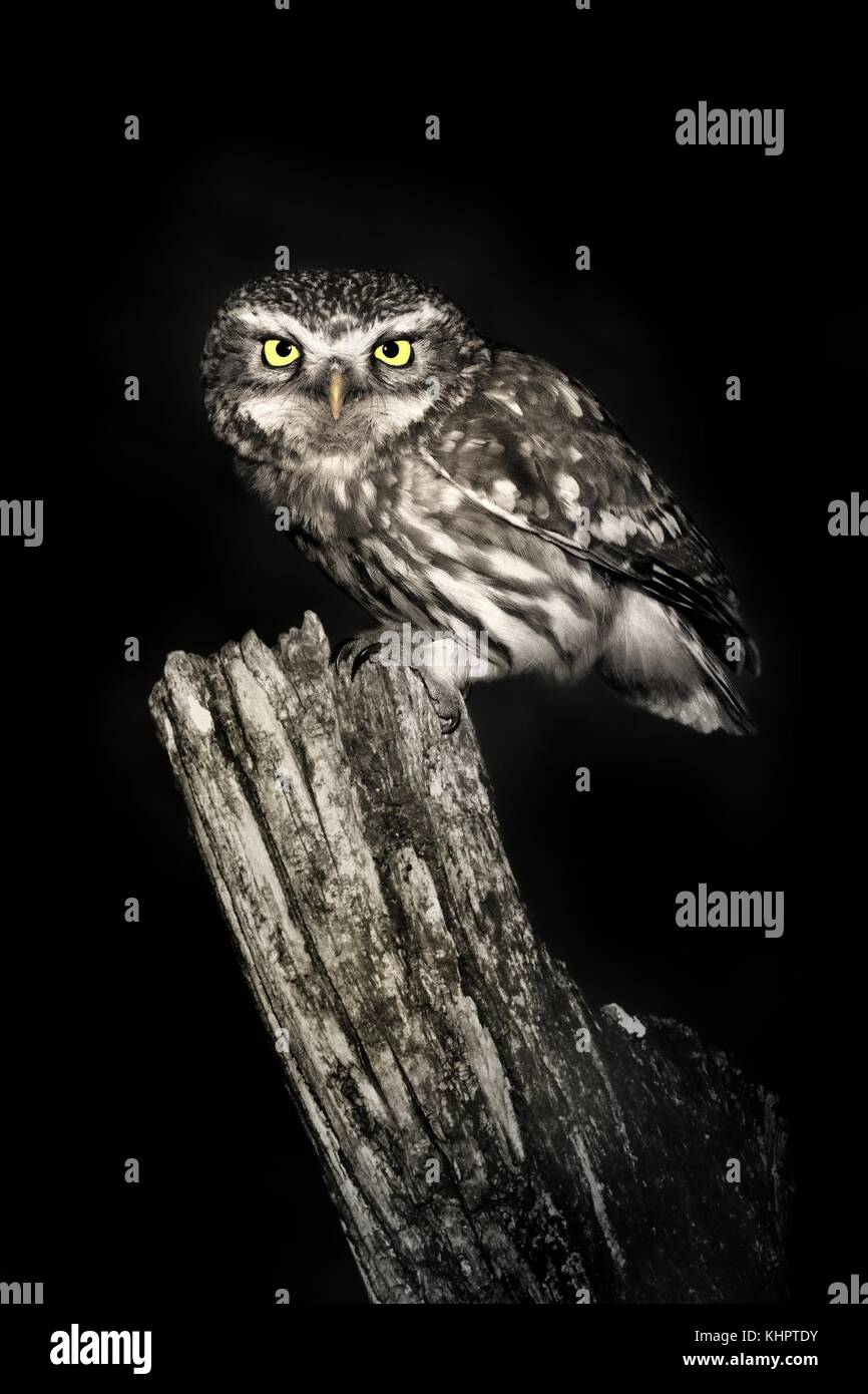 Steinkauz (Athene noctua) auf eine blasse Close up in der Nacht thront. Stockfoto