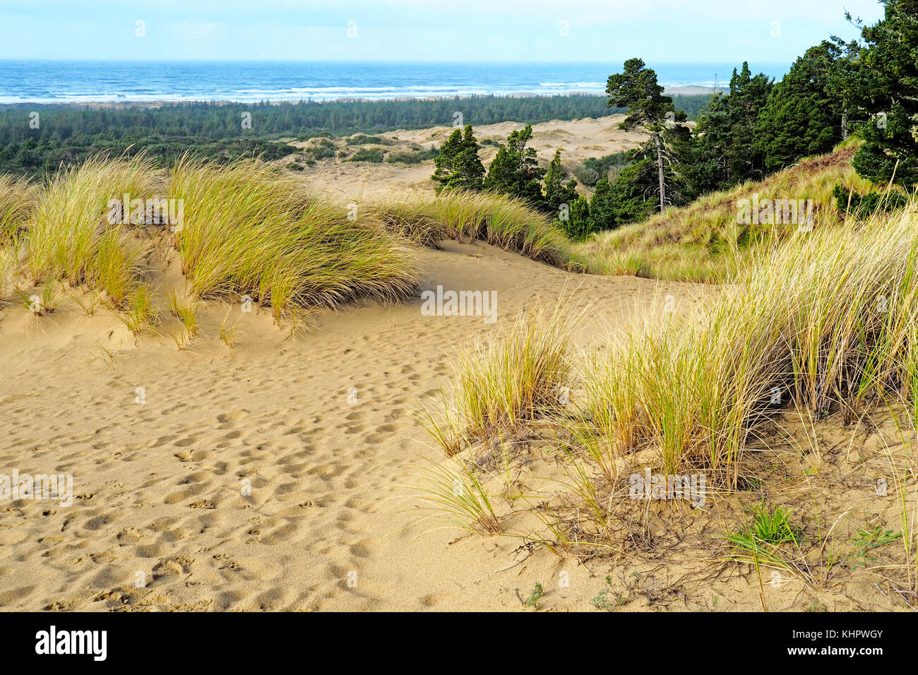 Oregon Dunes National Recreation Area entlang der Pazifikküste Scenic Byway. Stockfoto