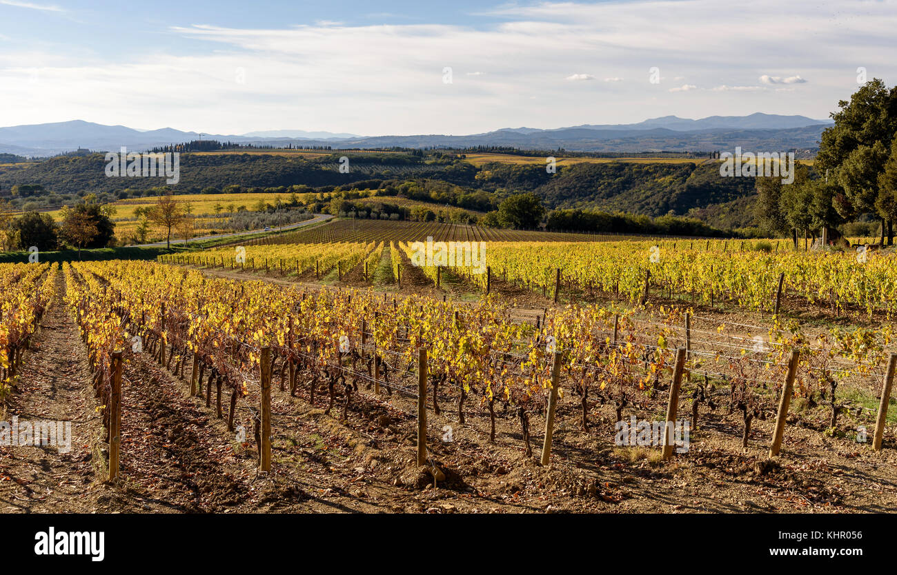 Weinberg im Herbst in der Nähe von montalcino, Provinz Siena, Toskana, Italien Stockfoto