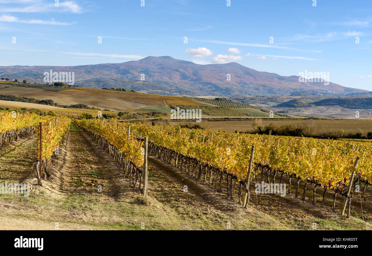 Weinberg im Herbst in der Nähe von montalcino, Provinz Siena, Toskana, Italien Stockfoto