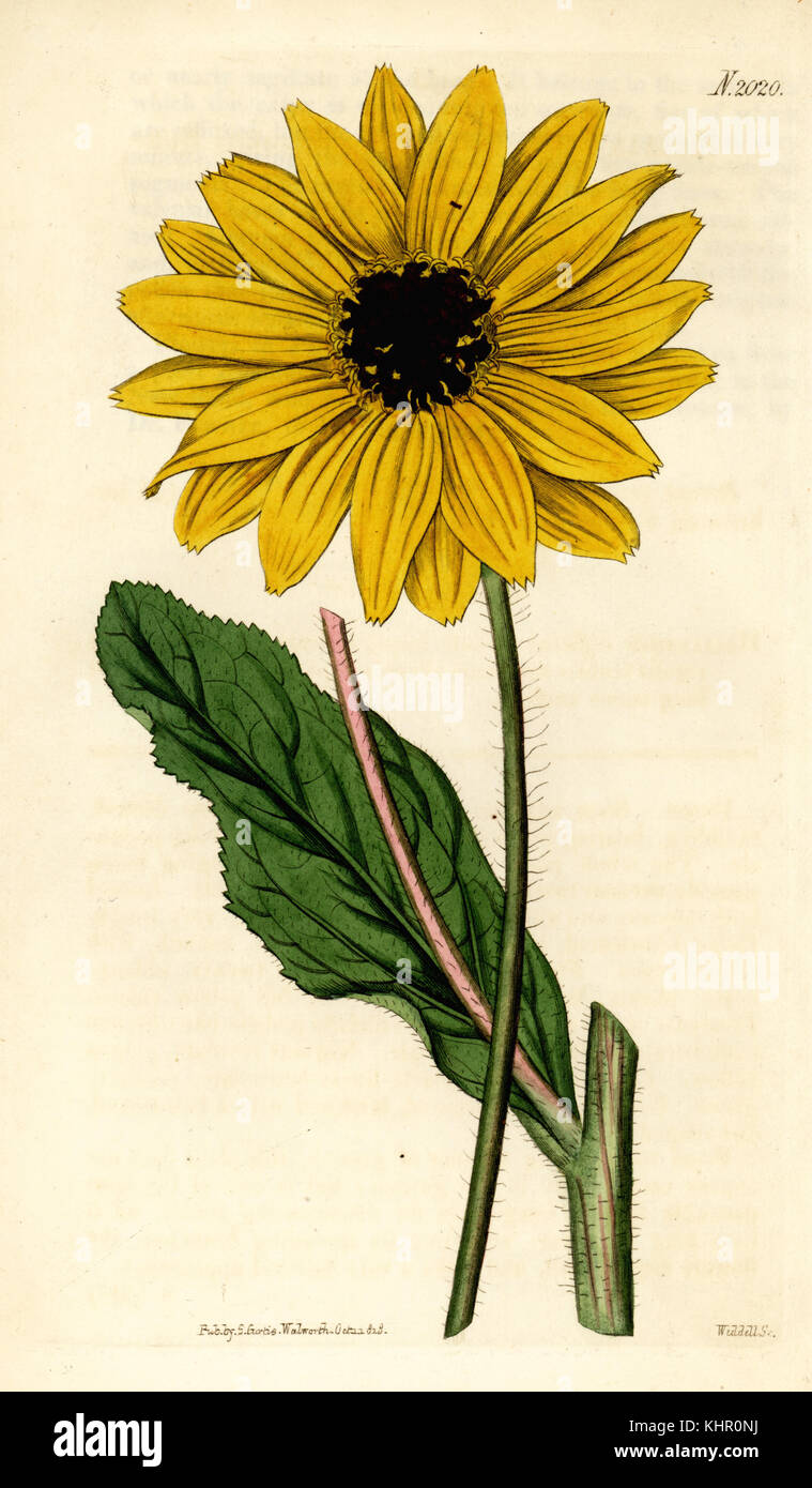 Sonnenblume, Helianthus diffusus. Ausgestorben. Papierkörbe Kupferstich von weddell von Samuel Curtis Botanical Magazine, London, 1818. Stockfoto