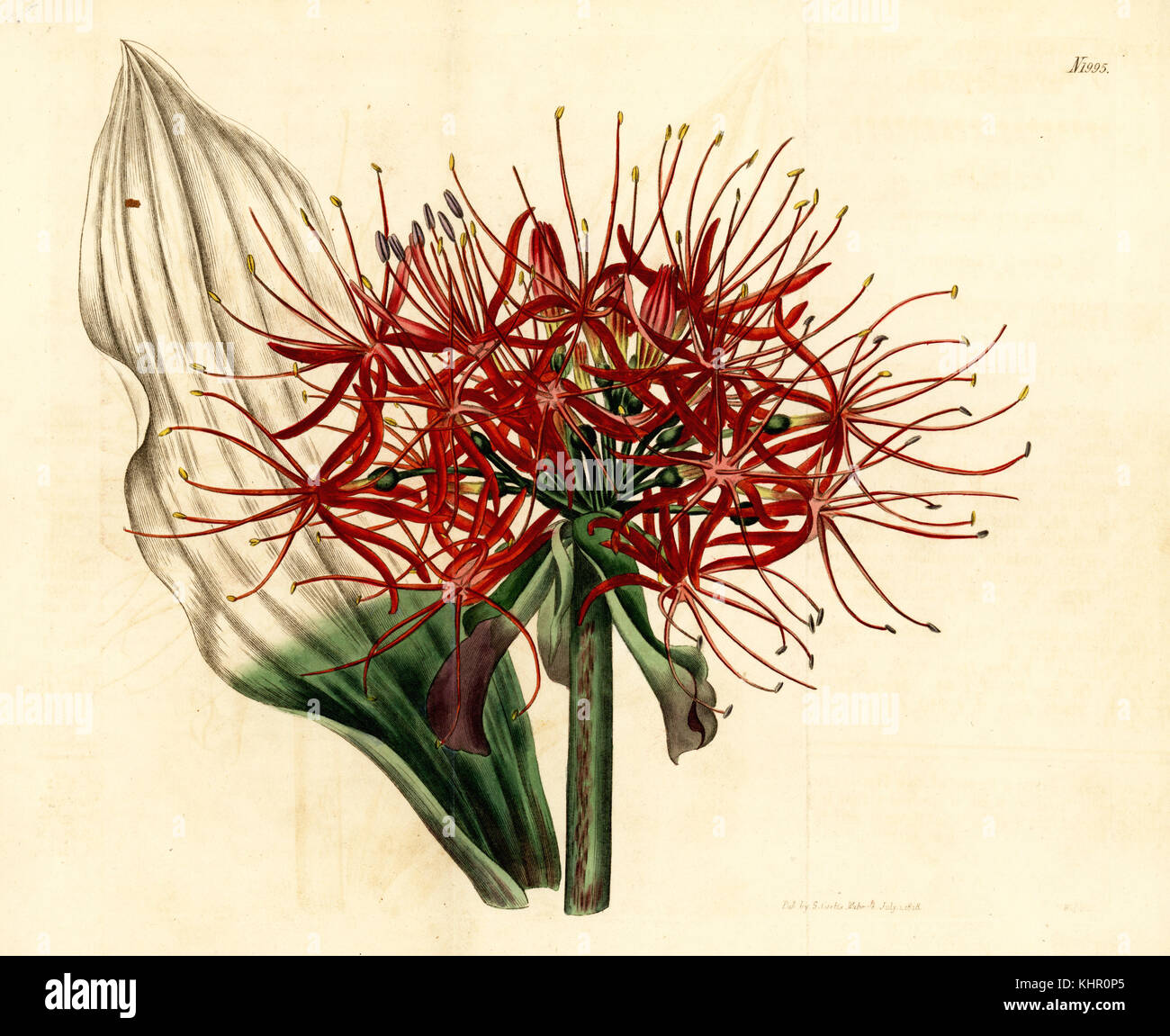 Blut Lily, Scadoxus oder Multiflorus (Haemanthus oder Multiflorus). Papierkörbe Kupferstich von weddell von Samuel Curtis Botanical Magazine, London, 1818. Stockfoto