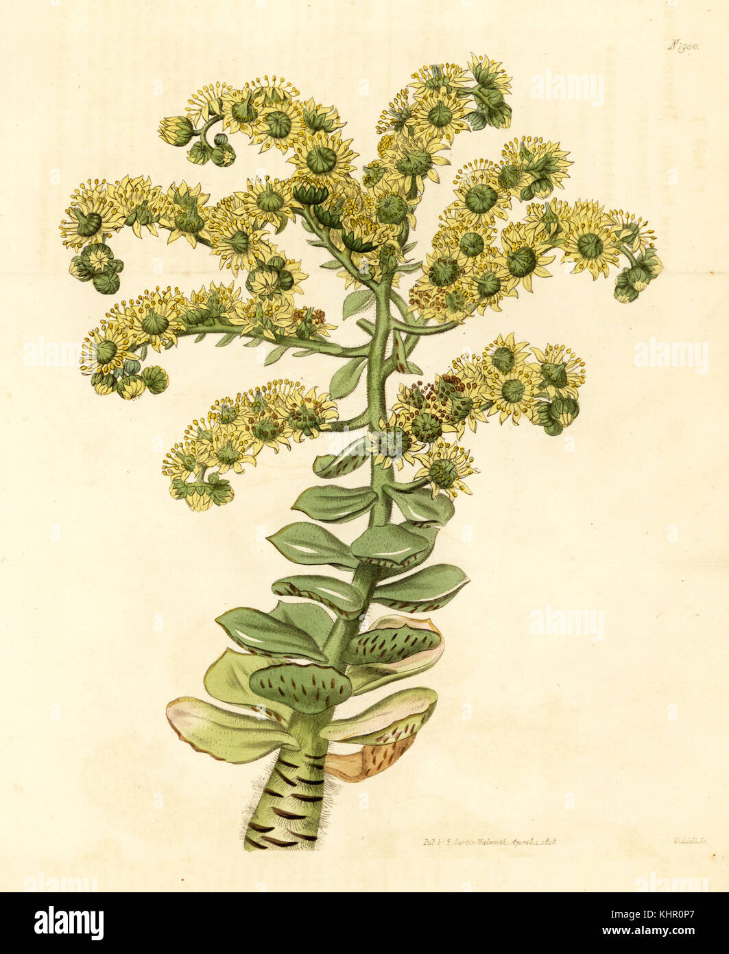 Baum, Aeonium smithii Hauswurz (Sempervivum smithii). Papierkörbe Kupferstich von weddell von Samuel Curtis Botanical Magazine, London, 1818. Stockfoto