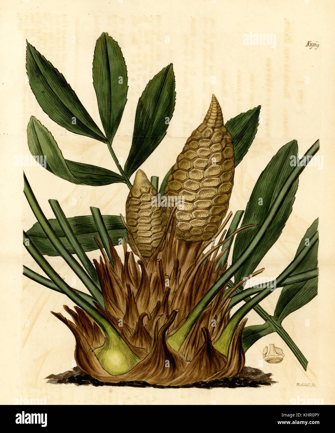 Palm, Zamia furfuracea aus Pappe. Gefährdet. Papierkörbe Kupferstich von weddell von Samuel Curtis Botanical Magazine, London, 1818. Stockfoto