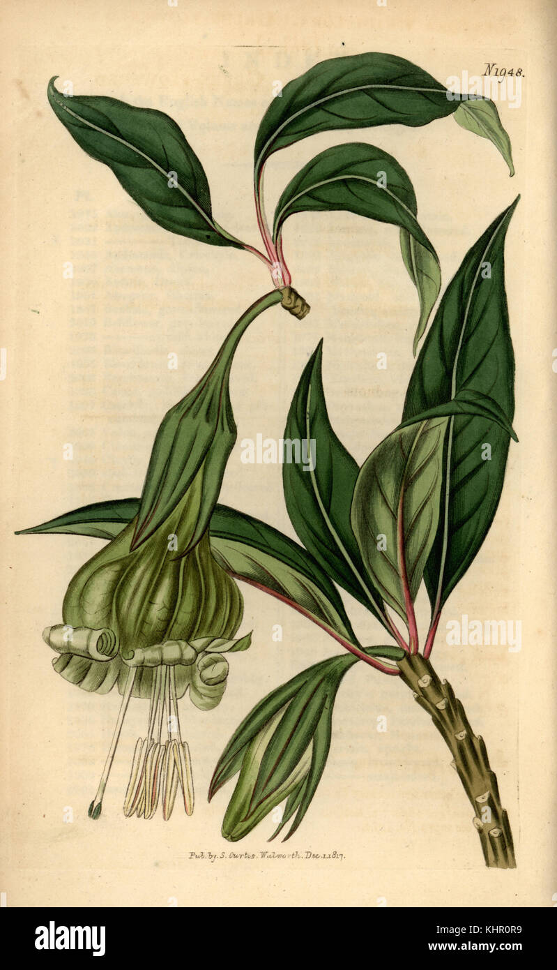 Markea galeata (solandra Galeata). Papierkörbe Kupferstich von Samuel Curtis Botanical Magazine, London, 1817. Stockfoto