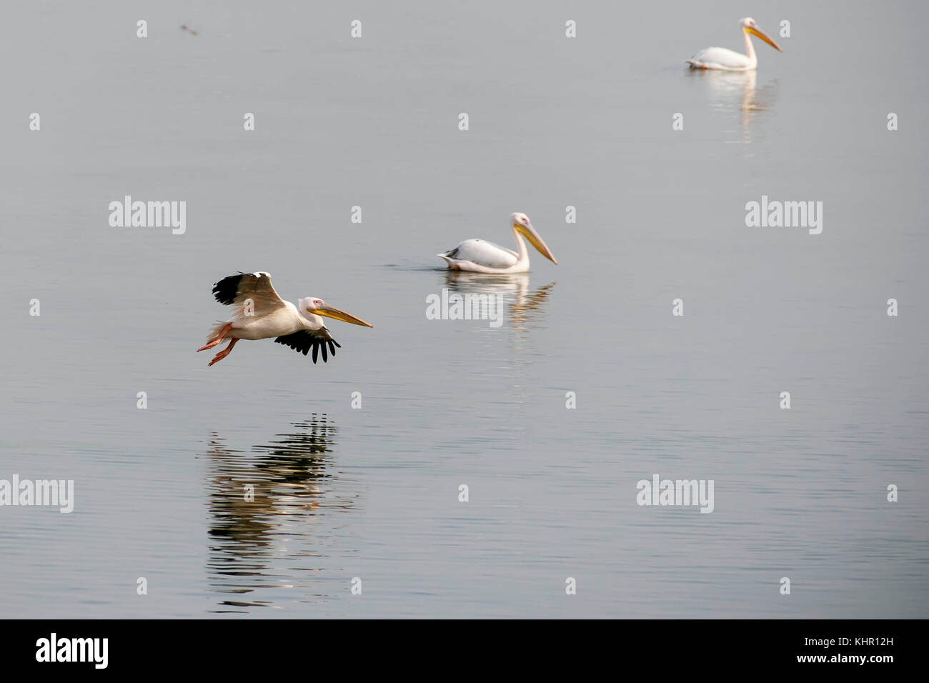 Das Pelikan ist bewässert. Migration Zeit Stockfoto