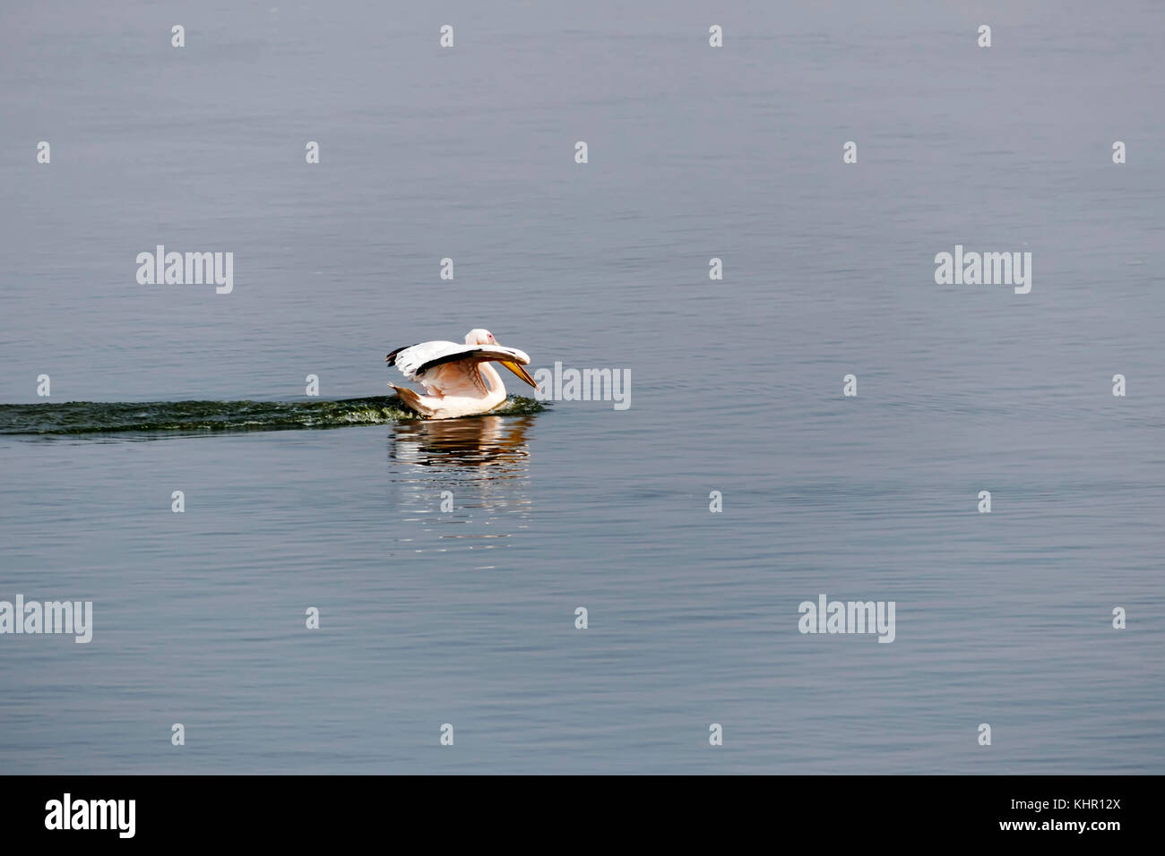 Pelikan ist getränkt von dem See Israel migration Zeit Stockfoto