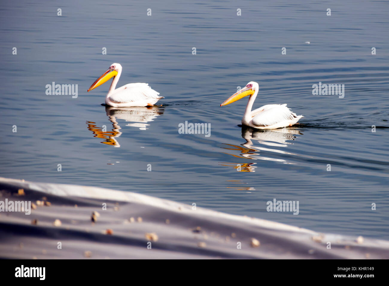 Zwei Pelikane schwimmen im See während der Migration Stockfoto