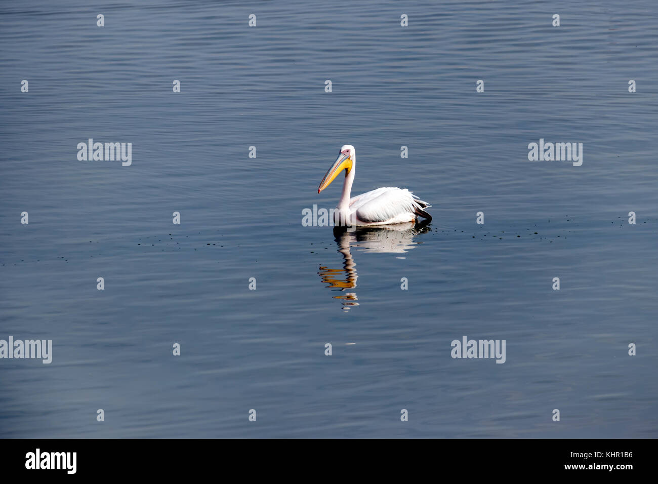 Pelikan auf dem Wasser im Naturschutzgebiet Stockfoto