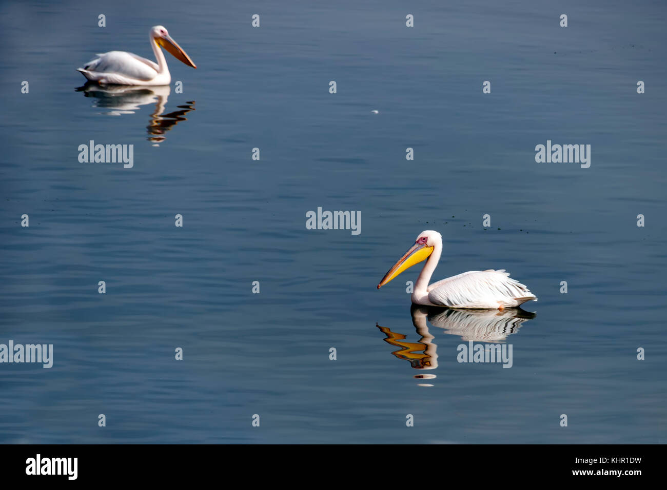 Reflexion der Pelikane im See Wasser in einem geschützten Reservierung Stockfoto